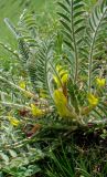 Astragalus pseudoutriger