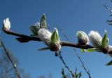 Salix borealis