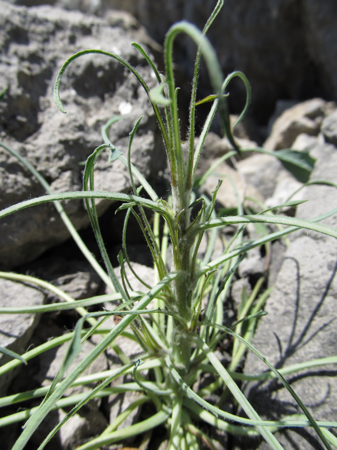 Image of Scariola viminea specimen.
