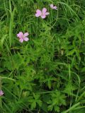 Geranium endressii. Цветущее растение (одичавшее из культуры). Нидерланды, провинция Groningen, Haren, на газоне около дороги. 24 июня 2006 г.