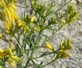 Genista tinctoria. Часть соцветия. Черноморское побережье Кавказа, щель Прасковеевская, щебнистый склон над дорогой в ущелье. 09.06.2012.