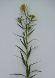 Erysimum cheiranthoides