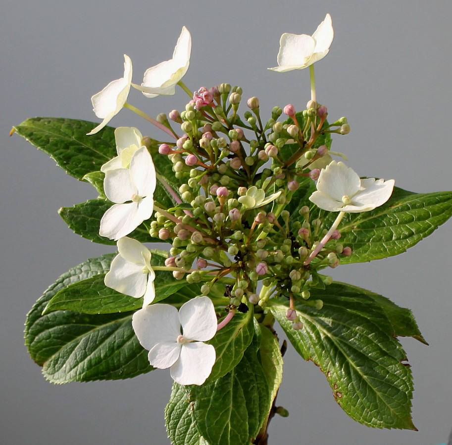 Image of Hydrangea macrophylla specimen.