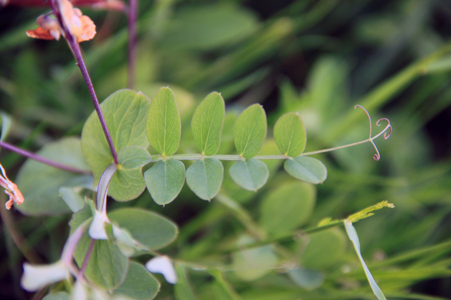 Изображение особи Lathyrus pisiformis.