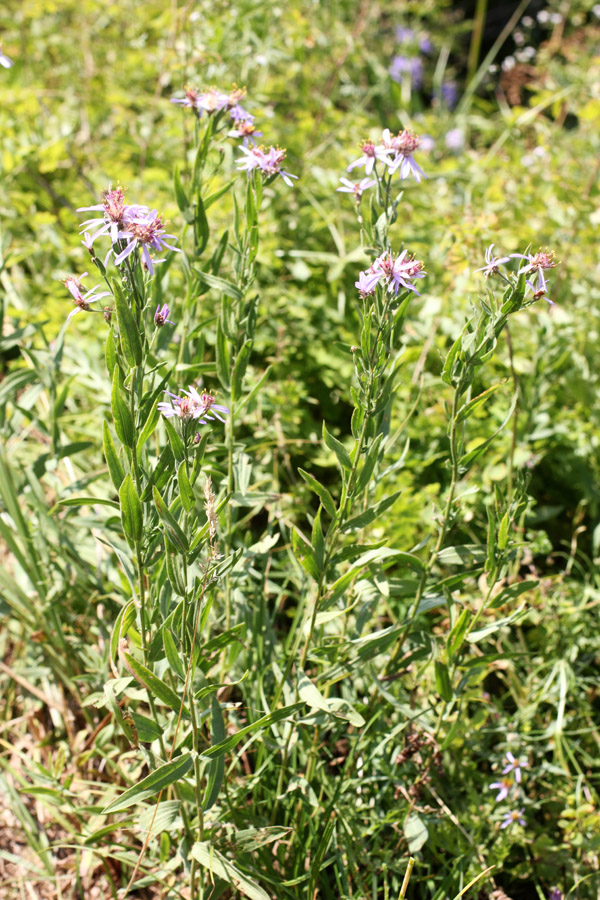 Image of Galatella coriacea specimen.