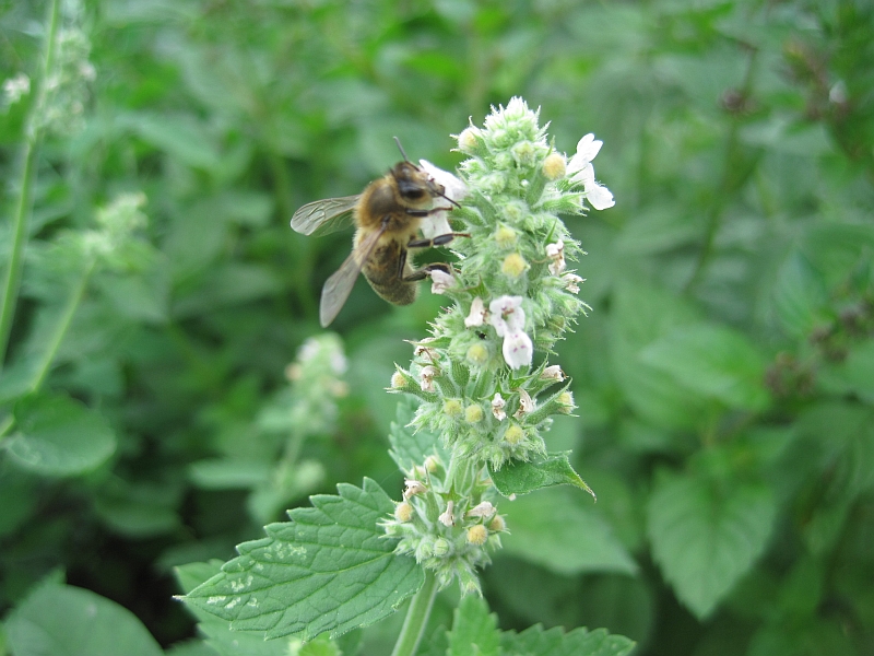 Image of Nepeta cataria specimen.