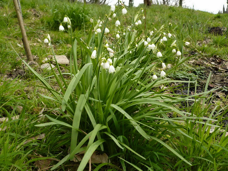 Изображение особи Leucojum aestivum.