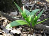 Fritillaria grandiflora. Зацветающие растения. Киев, Национальный ботанический сад, ботанико-географический участок кавказской флоры. 5 апреля 2012 г.