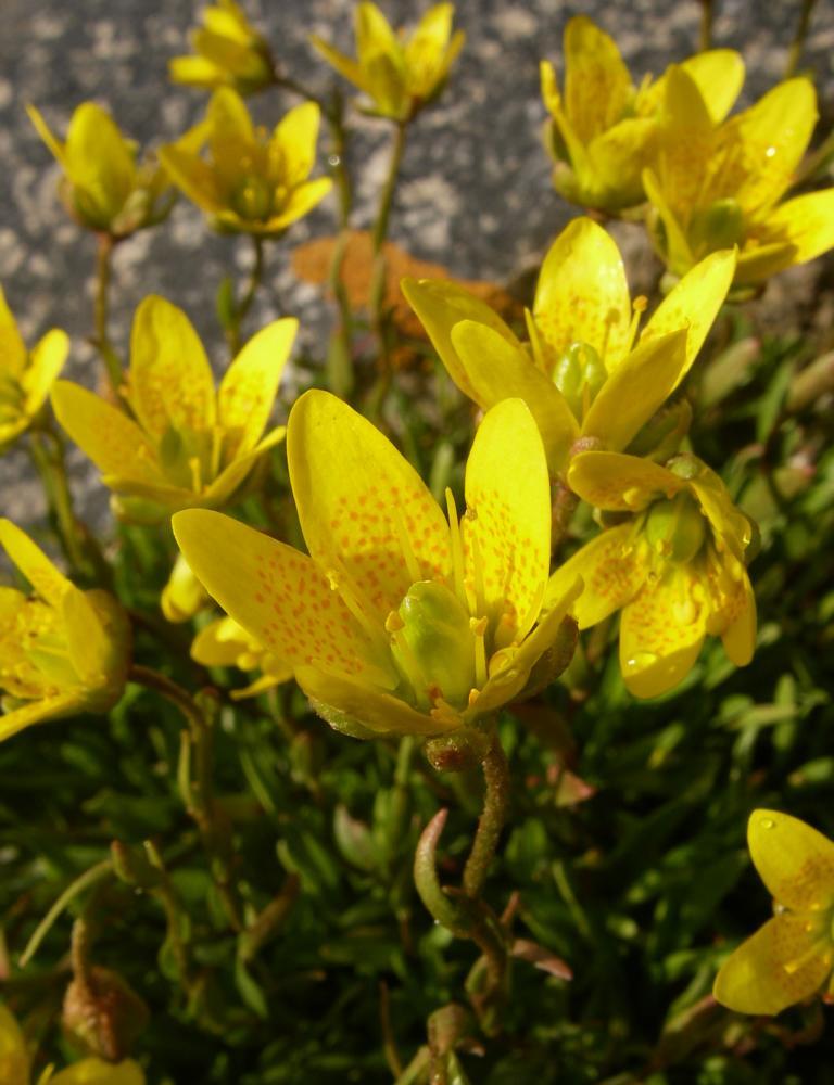 Image of Saxifraga hirculus specimen.