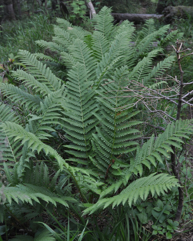 Image of Osmundastrum asiaticum specimen.