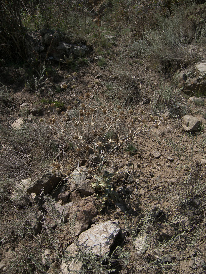 Image of Eryngium billardieri specimen.