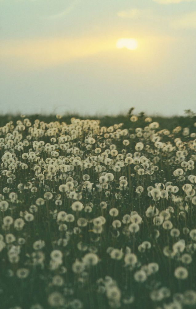 Изображение особи Taraxacum officinale.