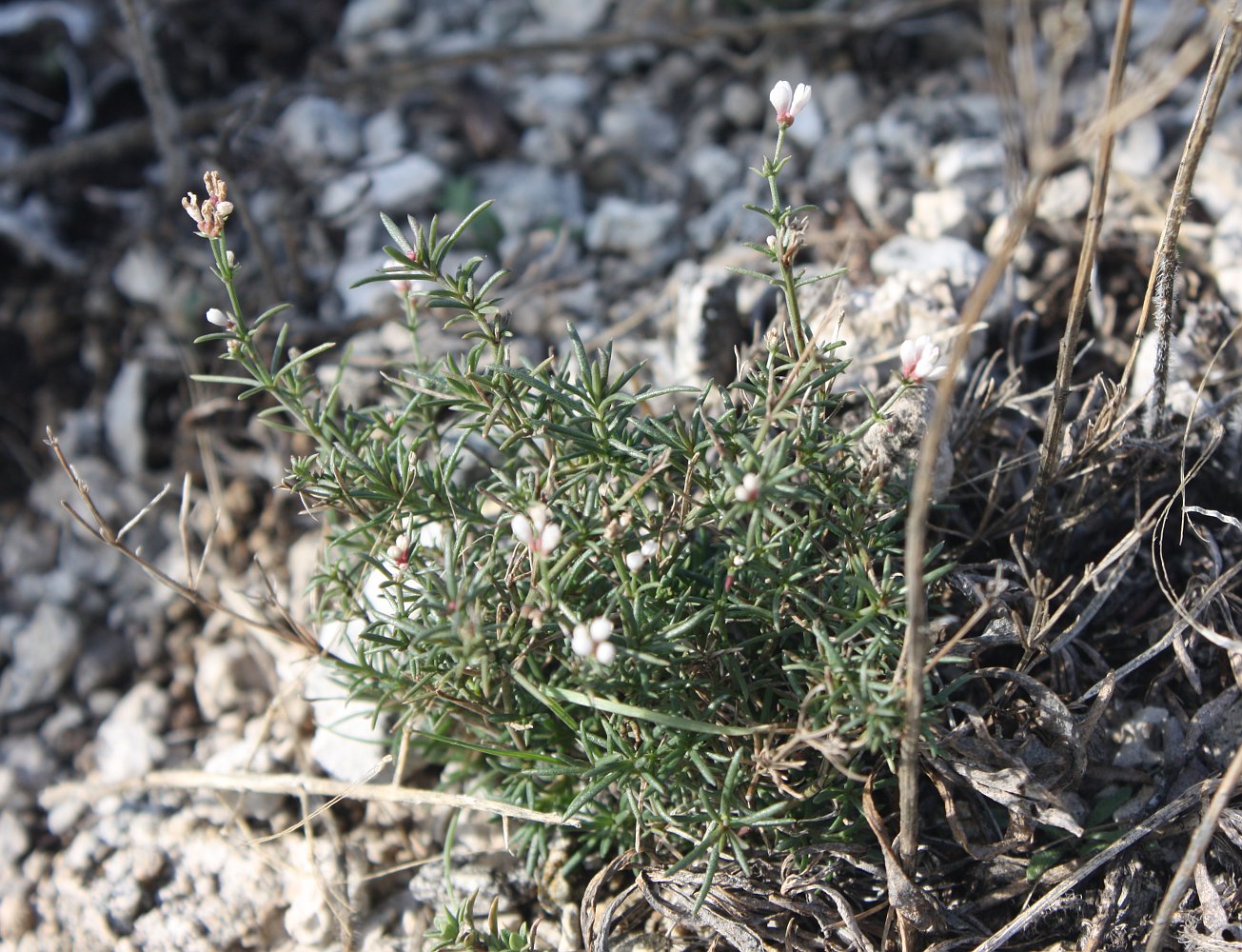 Изображение особи Asperula petraea.