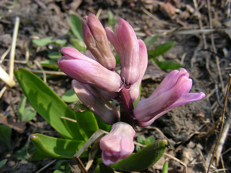 Изображение особи Hyacinthus orientalis.