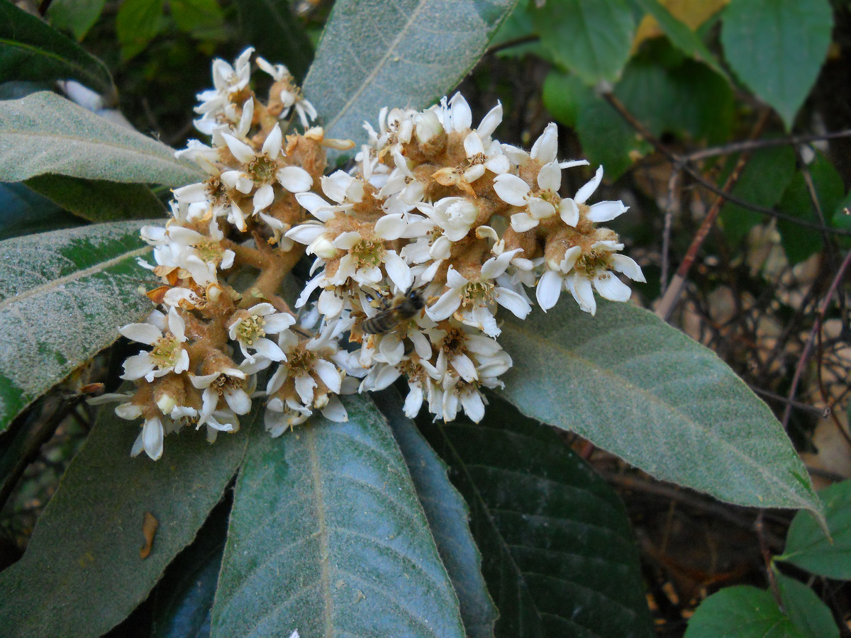 Image of Eriobotrya japonica specimen.