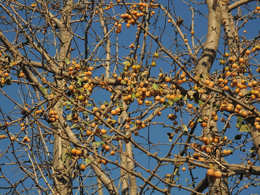 Изображение особи Ginkgo biloba.