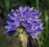 Image of taxon representative. Author is Виталий Гуменюк