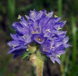 Campanula cervicaria