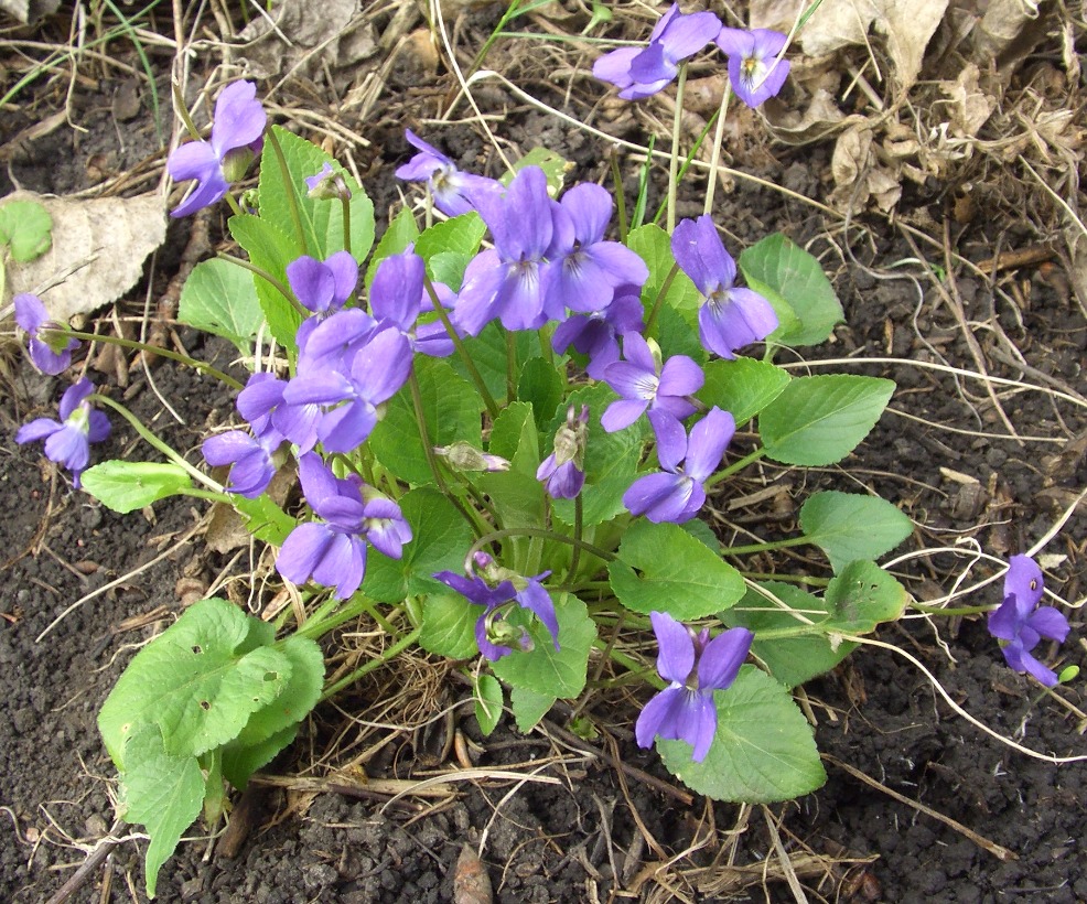 Изображение особи Viola odorata.