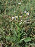 Erigeron annuus