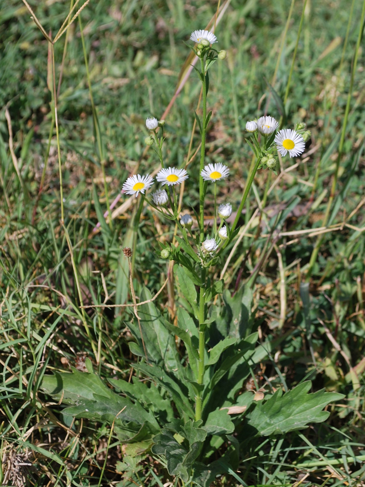 Изображение особи Erigeron annuus.