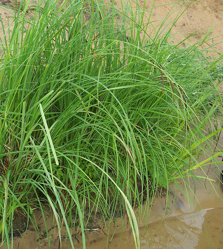 Image of Carex acuta specimen.