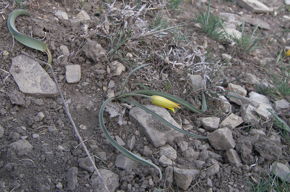 Image of Tulipa scythica specimen.