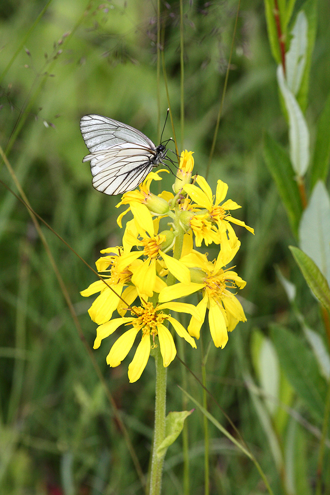 Image of Ligularia sibirica specimen.