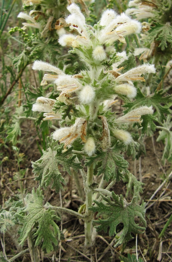 Image of Panzerina lanata specimen.