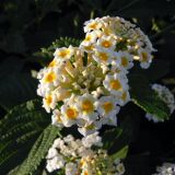 Lantana camara. Соцветие. Испания, автономное сообщество Андалусия, провинция Севилья, комарка Эль-Альхарафе, муниципалитет Бенакасон. 14.07.2012.