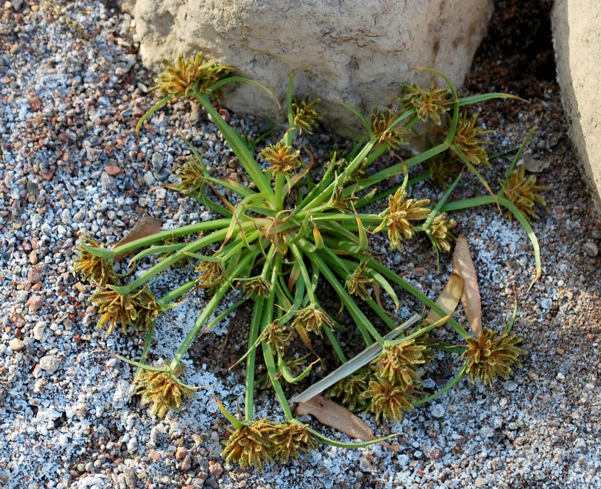 Image of Cyperus fuscus specimen.