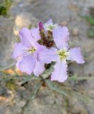 Matthiola подвид livida
