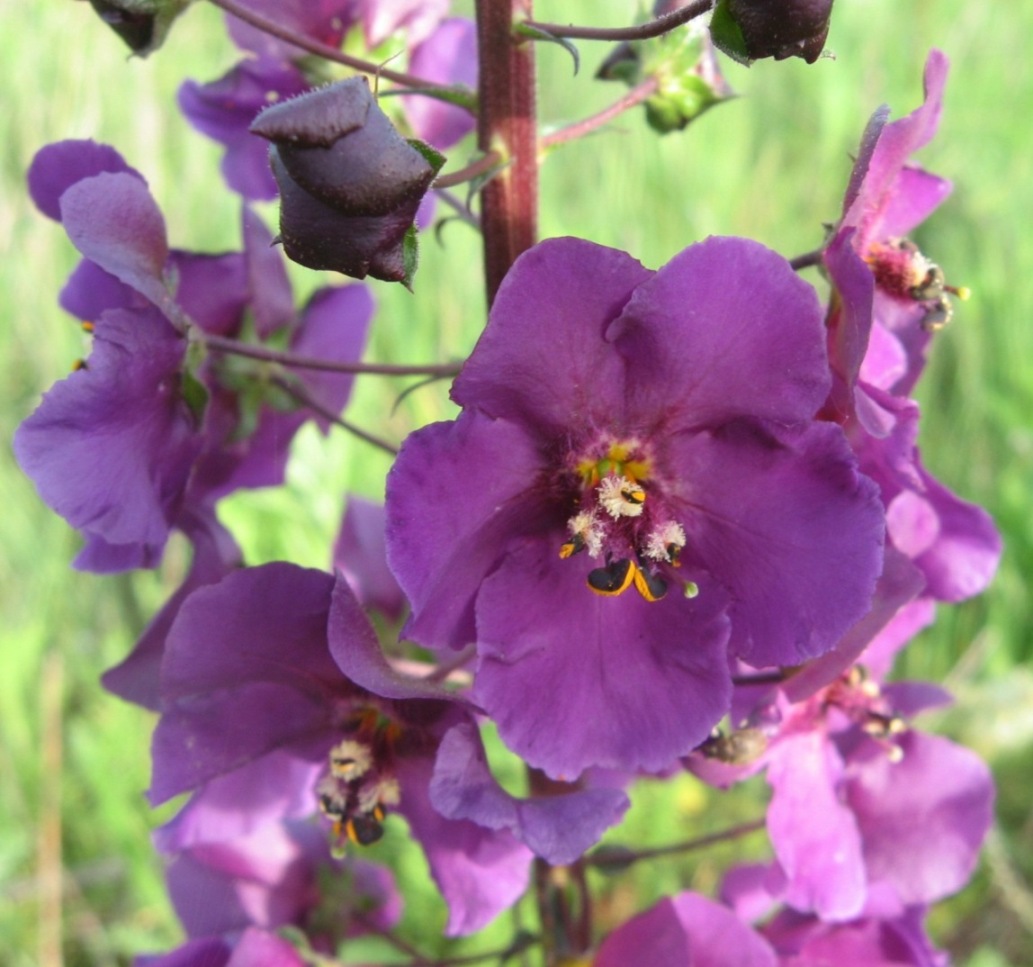 Image of Verbascum phoeniceum specimen.