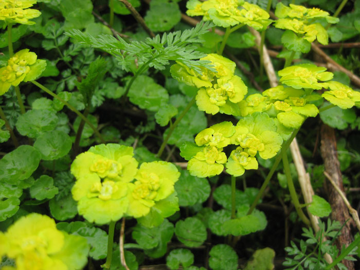 Изображение особи Chrysosplenium alternifolium.