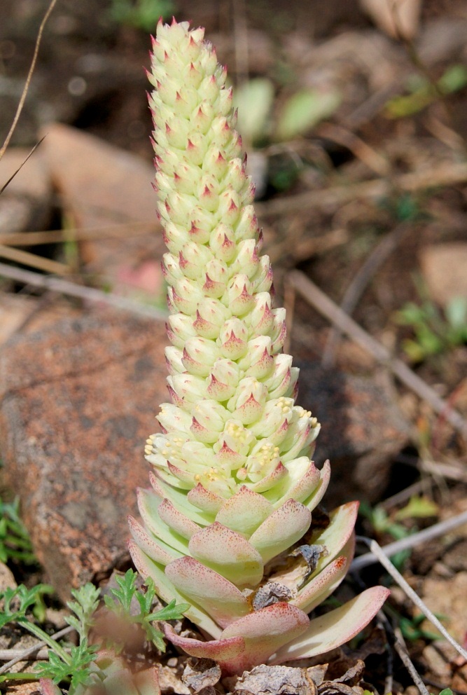 Image of Orostachys malacophylla specimen.