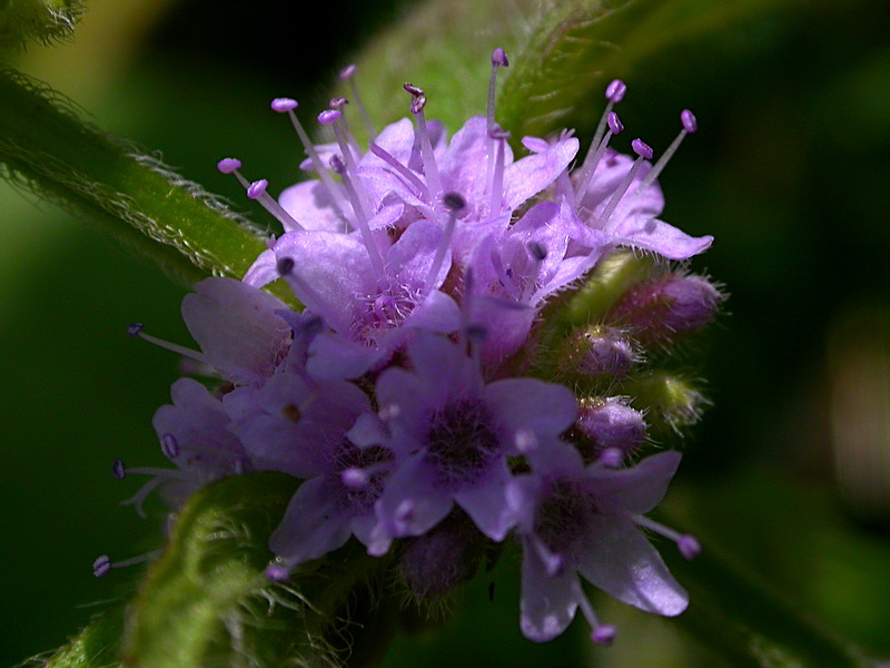 Изображение особи Mentha arvensis.