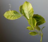 Ilex aquifolium. Верхушка побега ('Aurea marginata'), с листьями пёстрой жёлто-зелёной окраски (видна обратная сторона листьев). Германия, г. Кемпен, у велосипедной дорожки. 25.03.2013.