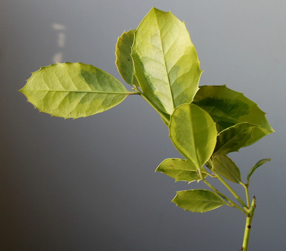 Image of Ilex aquifolium specimen.