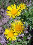 Inula britannica. Соцветия. Якутия (Саха), Мирнинский р-н, окр. пос. Светлый, берег р. Вилюй. 18.07.2009.
