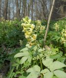 Corydalis marschalliana