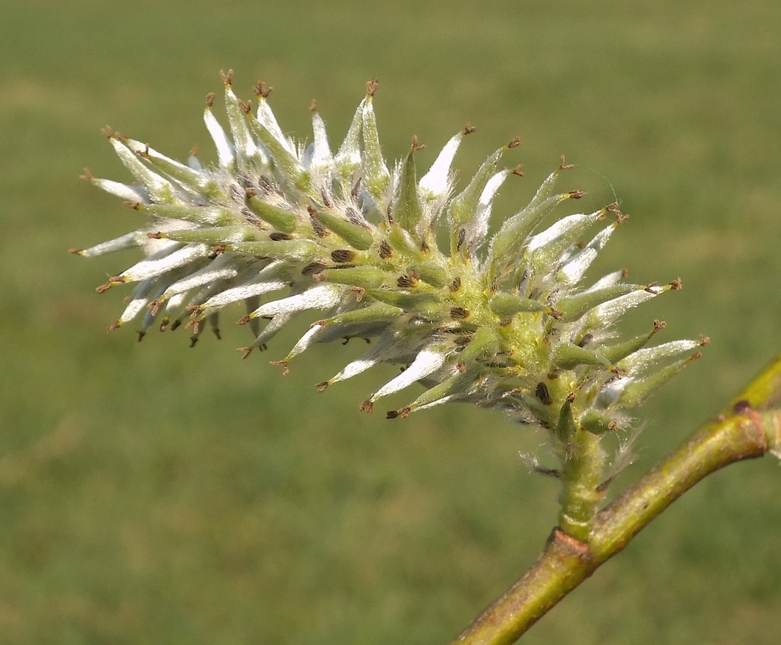 Image of Salix caprea specimen.