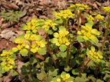 Chrysosplenium pilosum. Верхушки цветущих растений. Приморский край, Уссурийский р-н, с. Горнотаёжное. 05.05.2013.