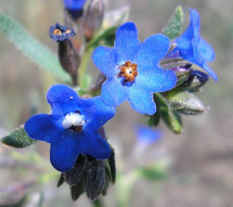 Изображение особи Anchusa gmelinii.