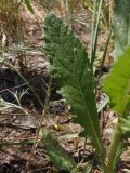 Verbascum blattaria. Лист на нижней части стебля. Украина, г. Запорожье, возле Детской железной дороги. 02.06.2013.