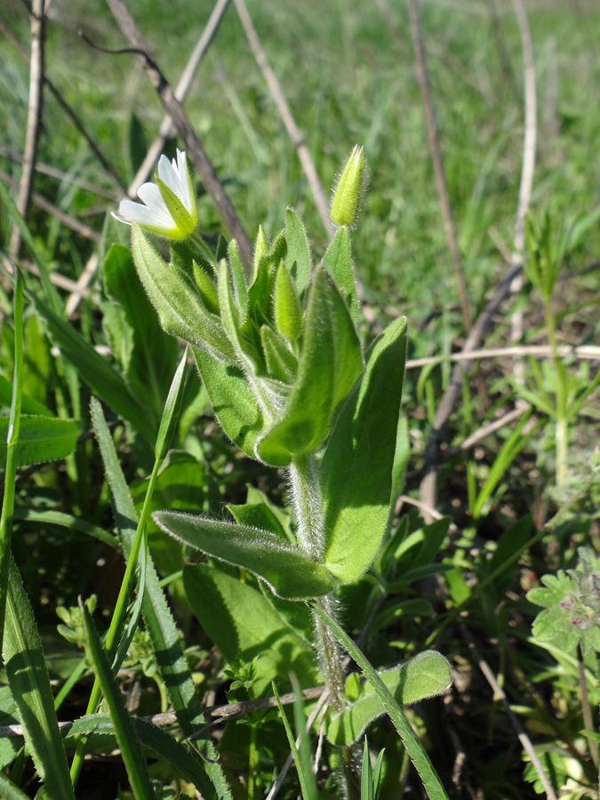 Image of Cerastium nemorale specimen.