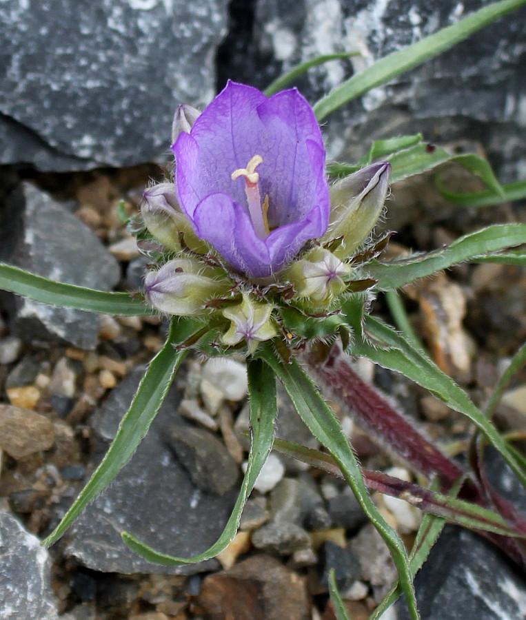 Image of genus Campanula specimen.