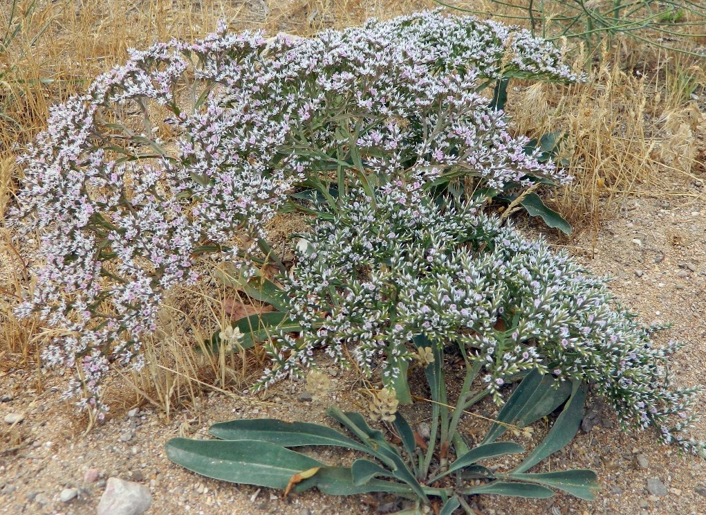 Image of Goniolimon tauricum specimen.