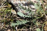 Richteria pyrethroides