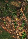 Euonymus nanus. Вегетирующие растения в развилке ствола старого дерева. Горный Крым, долина р. Бурульча, буковый лес. 5 июля 2013 г.