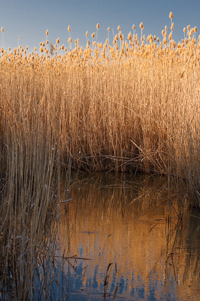 Image of Phragmites australis specimen.